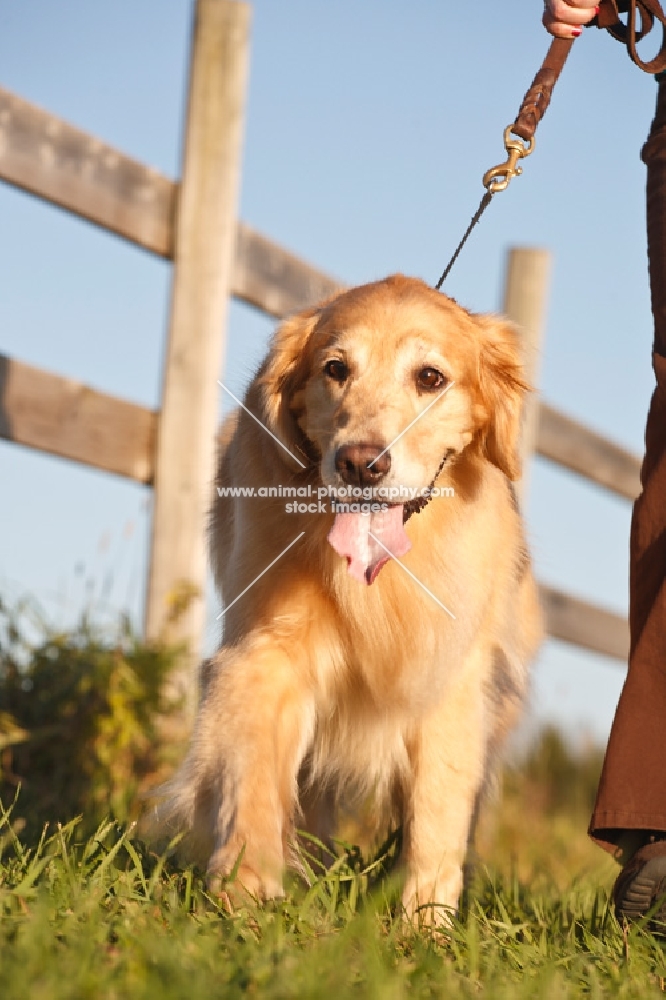 Golden retriever on lead