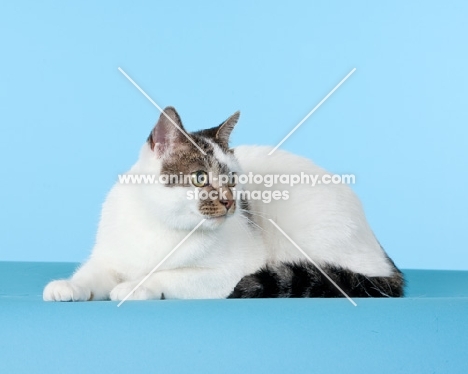 cat lying on blue background