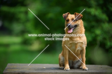 small mongrel dog sitting on a wooden table