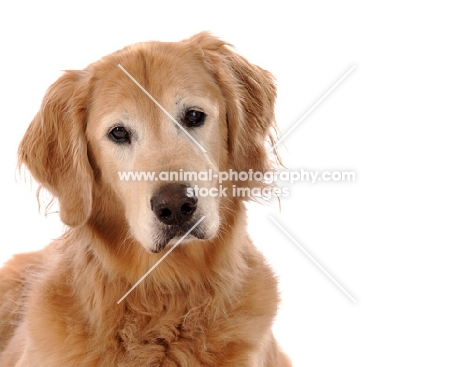 Golden Retriever on white background looking at camera