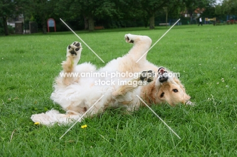 Golden Retriever rolling