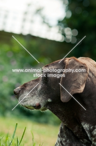 German Shorthaired Pointer looking away