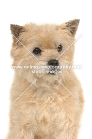 female Cairn Terrier on white background