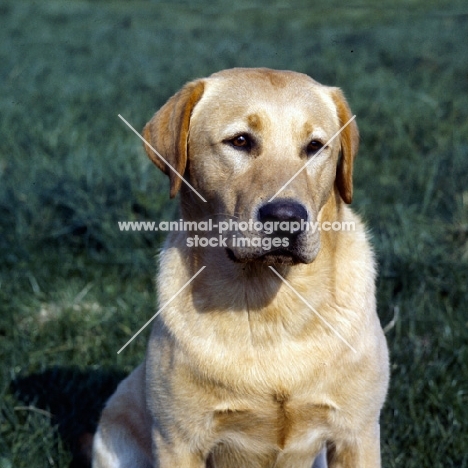 ch braeduke joyful,  labrador head study, 