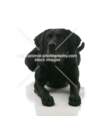 black Labrador Retriever