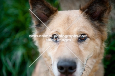 Shepherd mixed breed, 5 years old