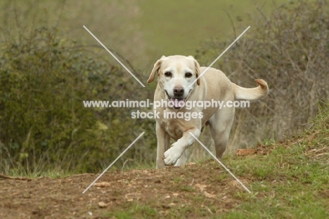 Labrador Retriever walking