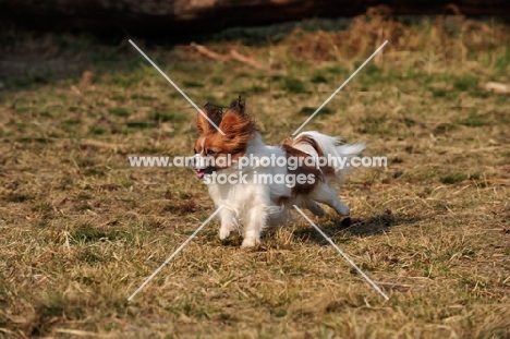 Papillon dog on grass