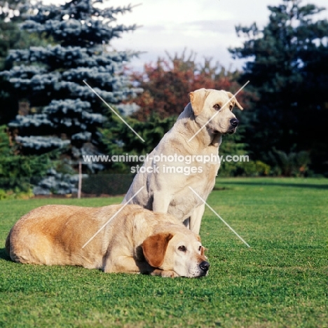 two pet labradors together