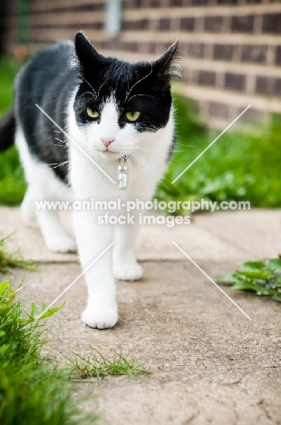 non pedigree cat in garden