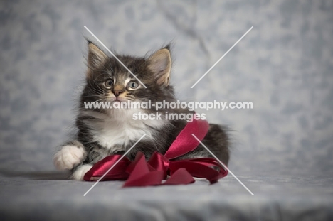 norwegian forest kitten wrapped in a red ribbon