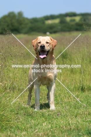 Labrador standing in field