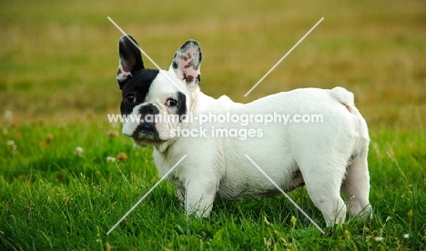 black and white French Bulldog on grass