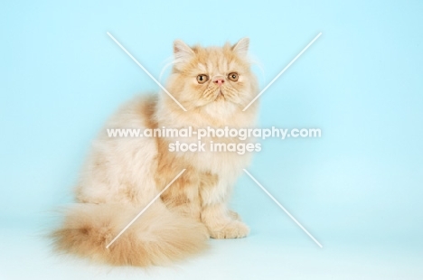 cream persian cat, sitting down on blue background