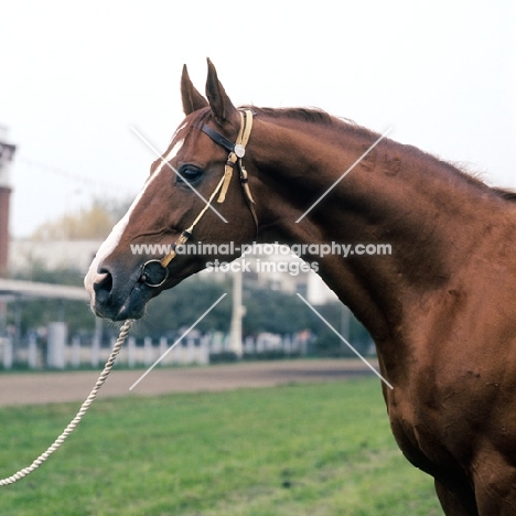 Budyonny, head and shoulders 