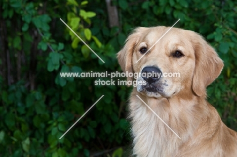 portrait of Golden Retriever with greenery backgorund