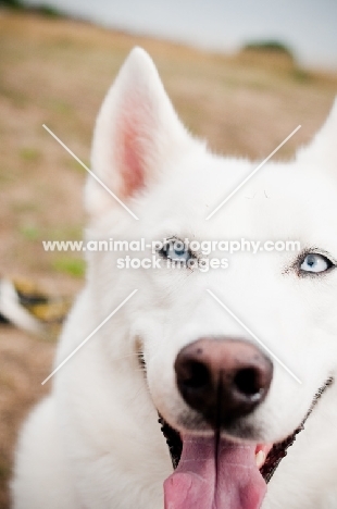 white Siberian Husky close up