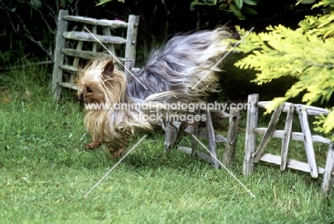 ch yadnum regal fare,  yorkshire terrier, 16 years old, jumping a small hurdle