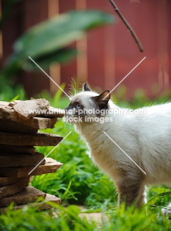 Ragdoll in garden