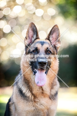 German shepherd smiling