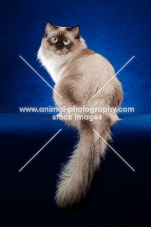 Ragdoll cat in studio on blue background