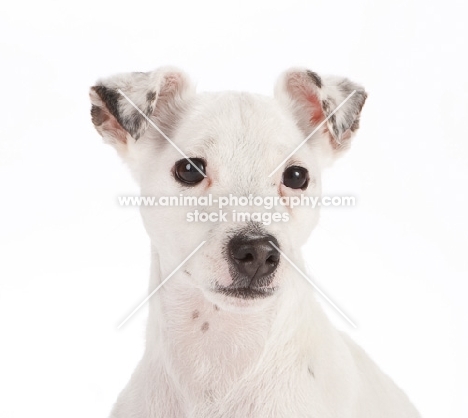 jack russell terrier