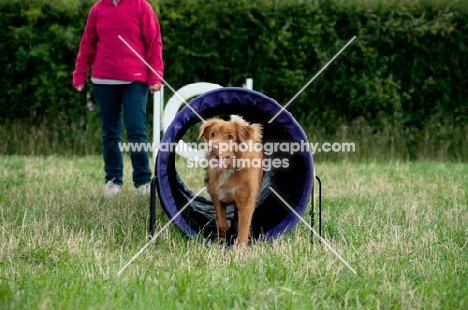 Nova Scotia Duck Tolling Retriever in tunnel