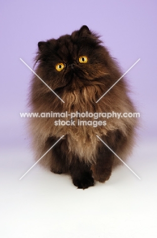 black persian, front view on light purple background