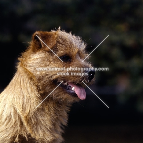 norfolk terrier head portrait