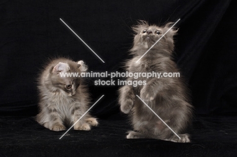 American Curl kittens, one looking down the other looking up