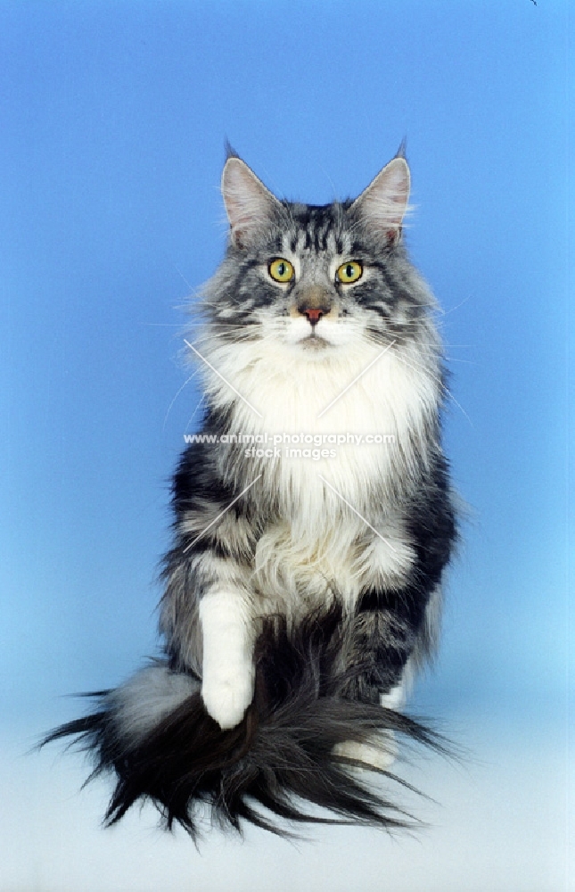 Maine Coon Silver Tabby & White