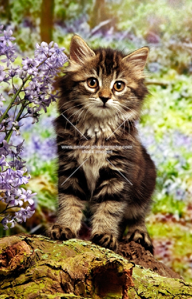 kitten in bluebells