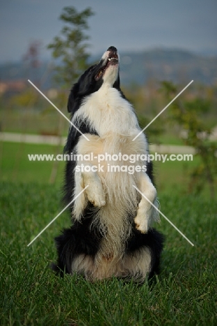 black and white border standing on hind legs