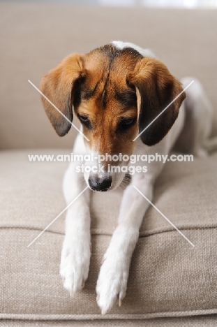 Beagle Mix lying on couch, looking down.