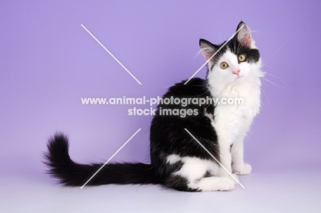 Household pet sitting on purple background