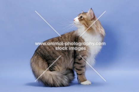 Brown Mackerel Tabby & White Norwegian Forest cat