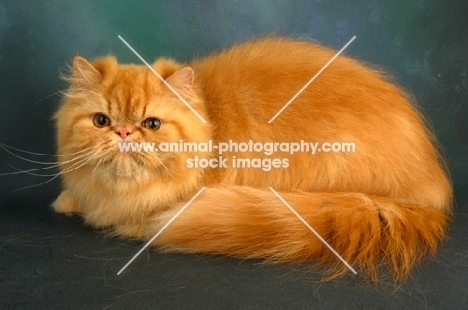 red Persian lying down in studio