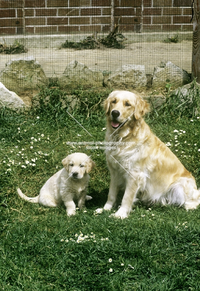 golden retriever with her puppy