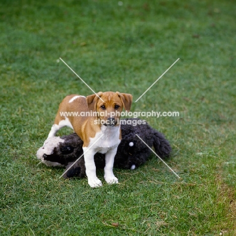 mongrel puppy with toy