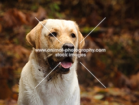 cream Labrador Retriever in autumn