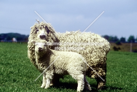 grey face dartmoor ewe and lamb