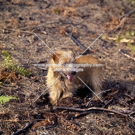 norfolk terrier standing on bracken