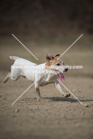 Jack Russell Terrier running with tongue out