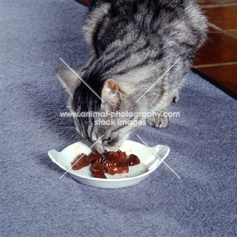 feral x cat, ben, eating from a dish