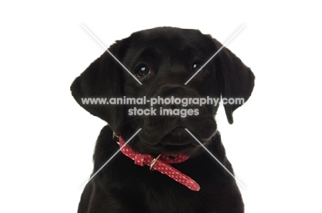 black labrador retriever on a white background