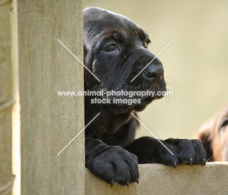 German Pointer puppy behind fence