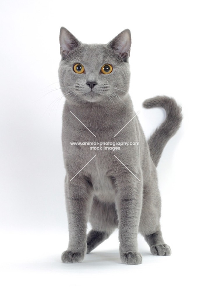 blue Chartreux cat, front view