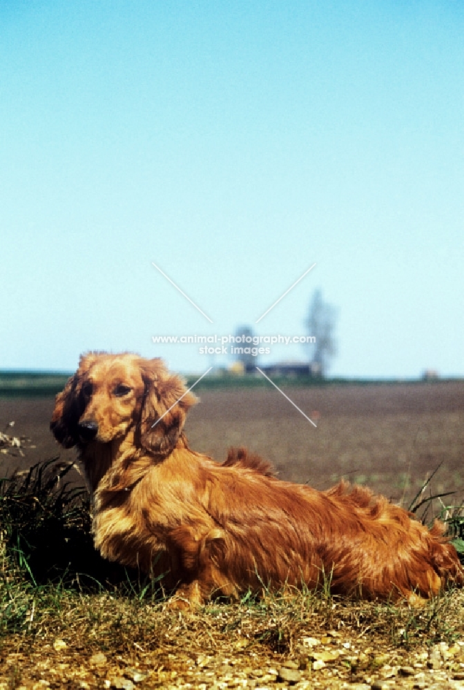 longhaired dachshund from africandawns kennel in countryside