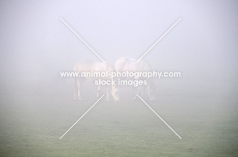 Two horses grazing in mist