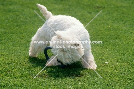 west highland white terrier on playing with toy